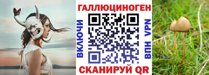 Галлюциногенные грибы Psilocybe  Лениногорск 